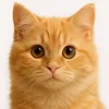 Cute funnycats 17