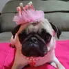 Minha Pug Chanel