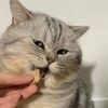 simplyhtike