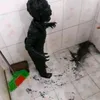 venom.gey.porno