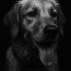 milojaxthegolden
