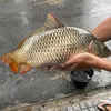 kk97786