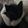 gingergonk_