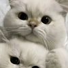 ezy_prnama969