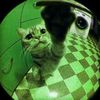 green_.cat