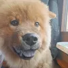 vanille_lechowchow