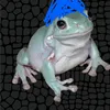 sonfrog6