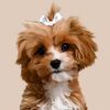 littlewinniethecavapoo