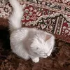 لـ سَجاد