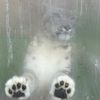 bumbloclat