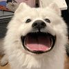 ohmoam6