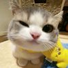 mey.ms2