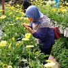 sitikaseh7
