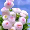 ms.hira426