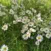 daisyfields2020