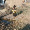 muhammad.adnan5352