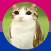 wierd0_cat