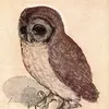 hanekakushi