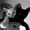 evv4u_u2