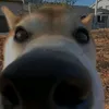 kiuigkh