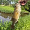 bent_fish