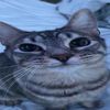soy.un.gato366