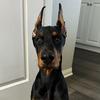 apollotheeurodobie