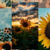 ._sunflower_1111
