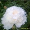 shahad.talab