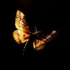 Lepidoptera
