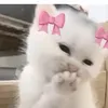 kpopgirls211
