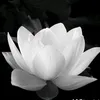 huan.bui41
