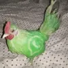 chicken.xa.lnh