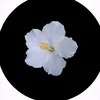 shayna3900