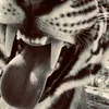 lacri_26