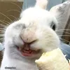 bunnysheyt