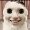 cuccutbitaobon_
