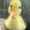 duckiecouncil