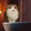 therealweirdbird