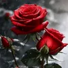 user1590591816501