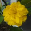 trinhnguyen7882