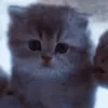 lenyawhy