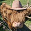 highland.pastures