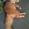 saiful.ful971