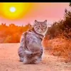 taikham10