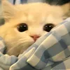 hssnqni