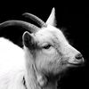 thegreat.goat