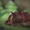 motetakekikenn0