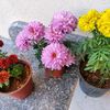 amira_khaled78