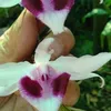 thinh.duc75